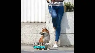 be seen with this retractable dog leash, LED light and spotlight. visit pawfectappeal.com today.