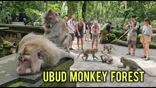 Explore Ubud Monkey Forest Bali | Fun Walking Tour with Playful Monkeys