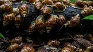 The Magical Slime Trail: The Amazing Benefits and Uses of Snail Slime