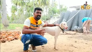 Dog For Sales/ராஜபாளையத்தின் ராஜா/Delivery Available/Nanga Romba Busy/NRB