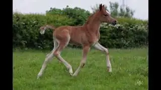 AV Montoya 2014 Chestnut Colt