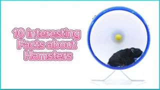 10 Interesting Facts About Hamsters