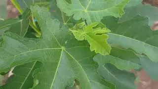 The French fig tree has yellow-colored fruit and produces clusters of fruit,​ 16 September 2025