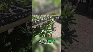 Hydroponic Plants: Building a Beautiful System in Vegas