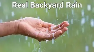 Real Rain Sounds Recorded in my Backyard