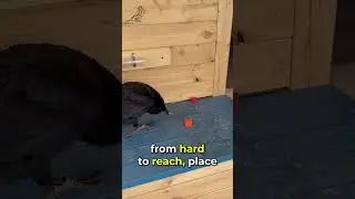Crows are smarter than you think! #birds #clevercrow #smartcrow #corvids #crowtraining