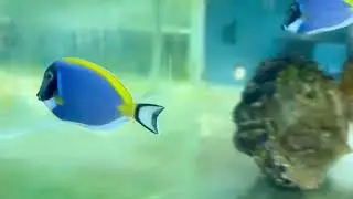 Powder blue tang in Aquarium
