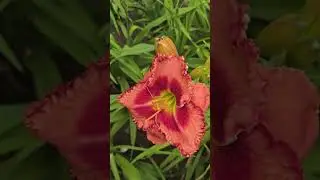 #bloom #flowers #hemerocallis #daylilies #plants #perennial #garden #floriculture #nature #botany