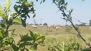 White Blesbok hunt