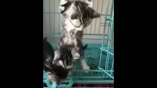 funny kitten play #kittenfunny #cutekitten #catvideos #playingkitten #catlover #shorts #subscribe