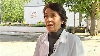 ConCiencia 2021 | Composici&oacute;n mineral de setas silvestres
