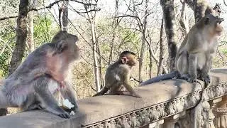 Cutie BB Monkey When come to Asking Foods With Mother Beri