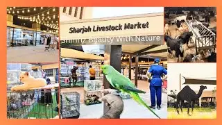 Live Stock Market Sharjah Sajjah | Pets Birds Market Sharjah Sajjah | Pets Birds Animal Market Sajah