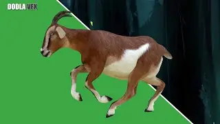 Green Screen Animals Goat | Chroma Key | Dodla VFX