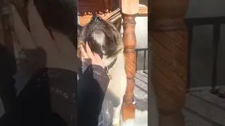 СИЛЬВА ❤ #shortsyoutube #shortvideo #akita #love #youtube #shorts #dog #dogs 🐕