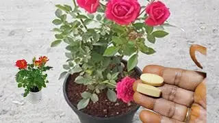 Take this tablet for rose plants | fertilizer for Rose plant growing