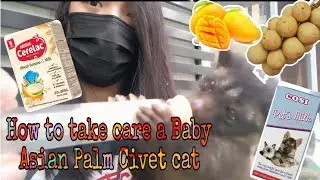 how to take care a Baby Asian Palm Civet Cat! musang feeding