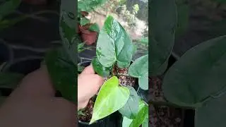 සුපිරිම පැකේජ 2 ක්#anthuriumwagawasinhala#plants#gardenplants#fypviral0765647812