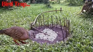 Natural Bird trap | Bird trap from village.