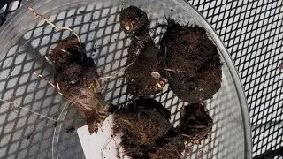 Digging Up My Black Magic Elephant Ear Bulbs For Winter Storage