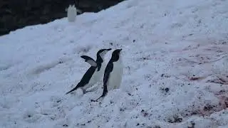 Cute video of a chinstrap penguin hopping around while his friends look on