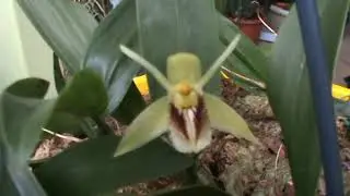 Целогины в моем доме.Coel. Fimbriata цветет.