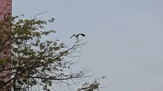 Gravity? What Gravity? Bird Defies Logic on Fragile Branch
