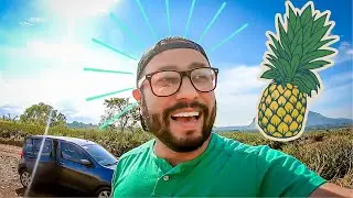 I Went to a Pineapple Plantation | Bukidnon, Philippines