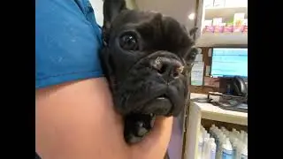 Bulldog Stenotic Nares Surgery 2 weeks Post Op Dr. Kraemer Vet4Bulldog