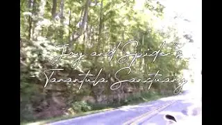 Joy & Spider's Tarantula Sanctuary