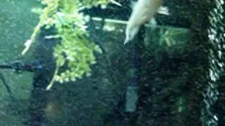 220gal fresh