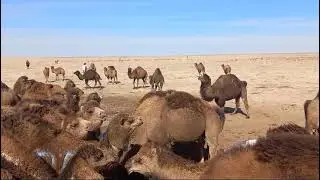 camel 🐫 Түйе шаруашылығы