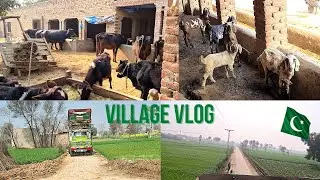 PAKISTANI FARM HOUSE VILLAGE LIFE (PAKISTAN VLOG 8🇵🇰)