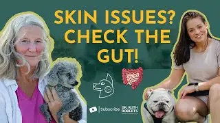 From Hotspots to Happiness: Unlocking Gut-Skin Healing for Your Pet