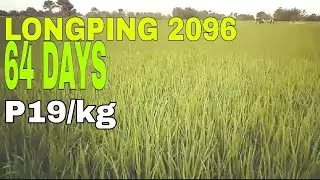 Rice Farming: Longping 2096 Day 64 | Part 7