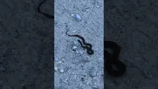 Come #Explore with Me; #Baby #copperhead #snake