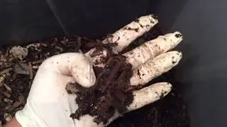 Red Wigglers: Small Worm Ball - Updates 22 & 23