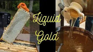 Honey Harvest 2025!