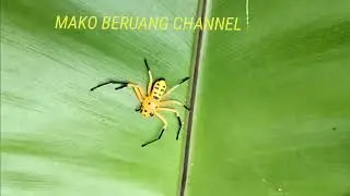 Eight spotted crab spider