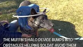 Soldat The BLind Dog Gets A Halo