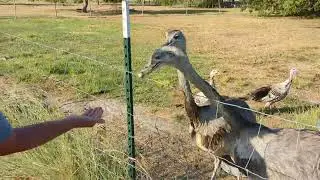 The Rhea's favorite treat is quail eggs.