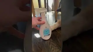 Eliminate Pet Odors Instantly with Poof Pet Owner Eliminator
