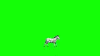 Top 3 Free Animated African Animals Green Screen Pack