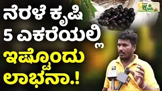 Nerale Hannu Farming | Jamun Fruit Farming | ನೆರಳೆ ಕೃಷಿಯಲ್ಲಿ ಬಂಪರ್&zwnj;&zwnj; ಲಾಭ ಪಡೆಯುವುದು ಹೇಗೆ?