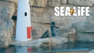 Playful Seals! at SEA LIFE Sunshine Coast Australia