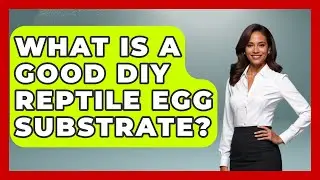 What Is A Good DIY Reptile Egg Substrate? - Reptilian Wonders