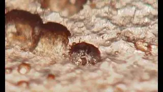 hirox 3D digital microscopy: inspection of corrosion with panoramic view