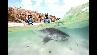 Catching tiger sharks off the beach at Fraser Island/K&rsquo;gari