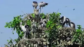 Amazing Trees and water plants give shelter and nesting places  Bird Sanctuary  EP254