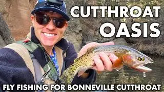 Tons of Cutthroat in the Desert Oasis! - Bonneville Cutthroat Trout Fly Fishing